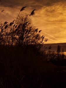 Preview wallpaper sunset, ears of corn, silhouette, sky