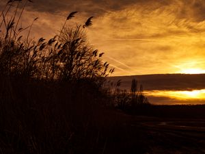 Preview wallpaper sunset, ears of corn, silhouette, sky