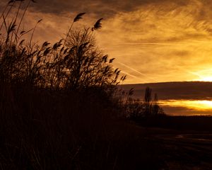 Preview wallpaper sunset, ears of corn, silhouette, sky