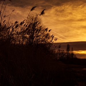 Preview wallpaper sunset, ears of corn, silhouette, sky