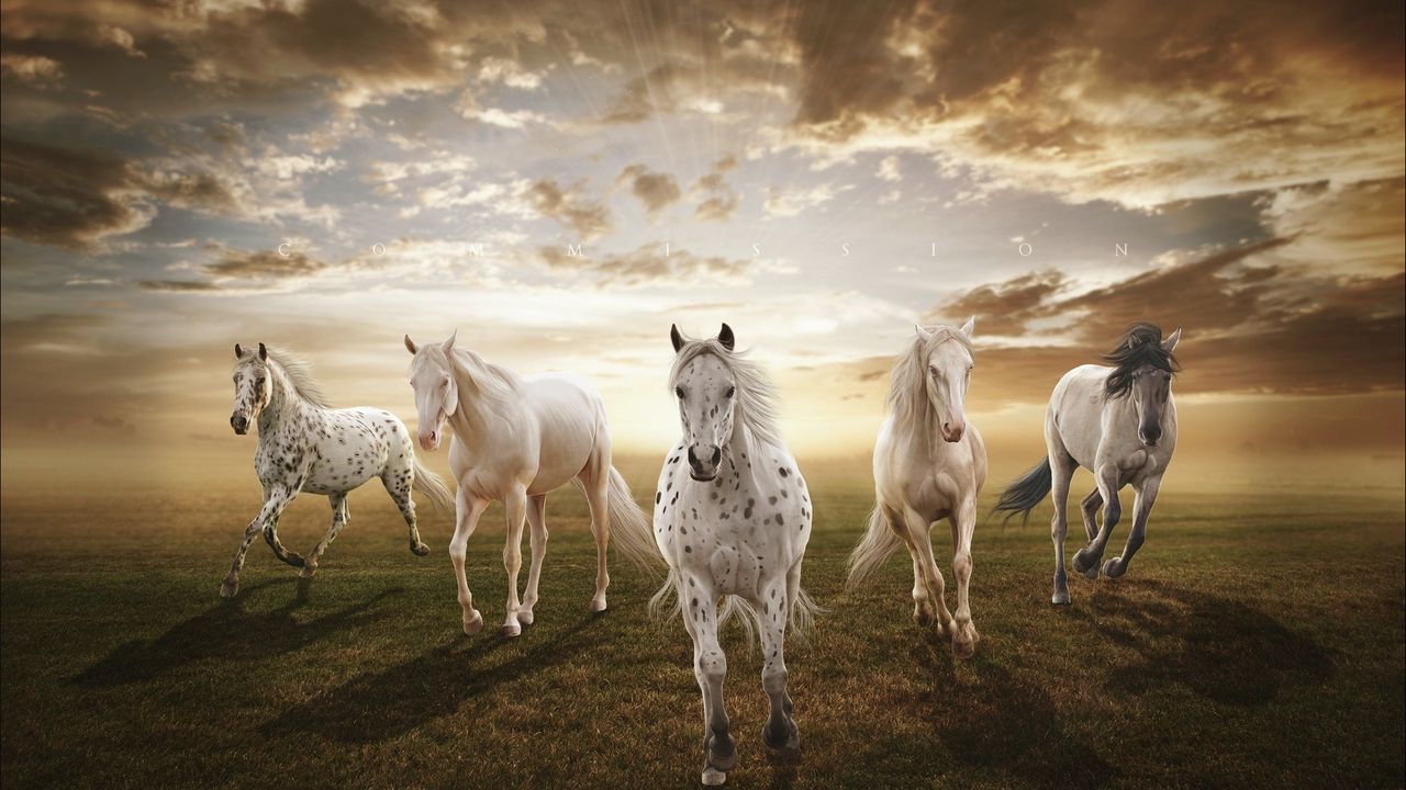 Wallpaper sunset, field, horses