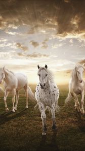 Preview wallpaper sunset, field, horses