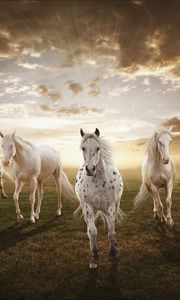 Preview wallpaper sunset, field, horses