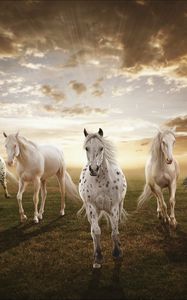 Preview wallpaper sunset, field, horses