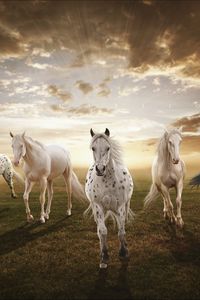 Preview wallpaper sunset, field, horses