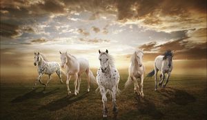 Preview wallpaper sunset, field, horses