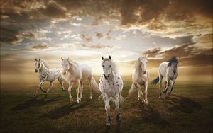 Preview wallpaper sunset, field, horses