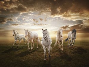 Preview wallpaper sunset, field, horses