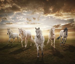 Preview wallpaper sunset, field, horses