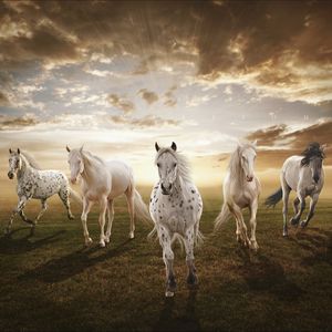 Preview wallpaper sunset, field, horses