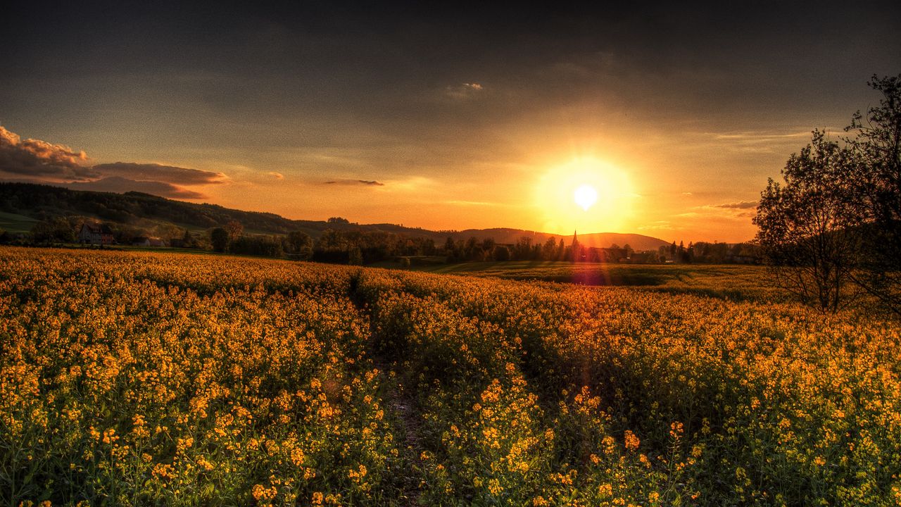 Wallpaper sunset, field, landscape