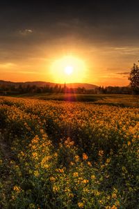 Preview wallpaper sunset, field, landscape