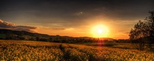 Preview wallpaper sunset, field, landscape