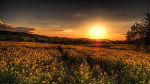 Preview wallpaper sunset, field, landscape