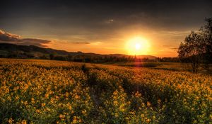 Preview wallpaper sunset, field, landscape