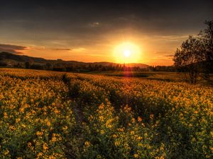 Preview wallpaper sunset, field, landscape