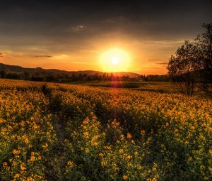 Preview wallpaper sunset, field, landscape