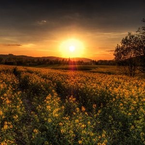 Preview wallpaper sunset, field, landscape