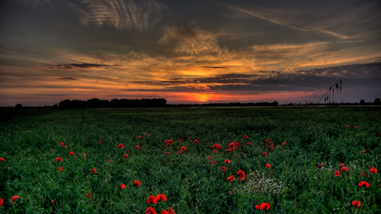 Wallpaper sunset, field, poppies, landscape