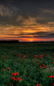 Preview wallpaper sunset, field, poppies, landscape