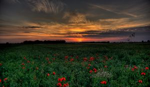 Preview wallpaper sunset, field, poppies, landscape