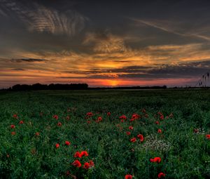Preview wallpaper sunset, field, poppies, landscape