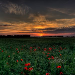 Preview wallpaper sunset, field, poppies, landscape
