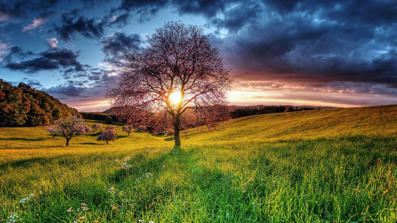 Wallpaper sunset, field, sky, tree, landscape