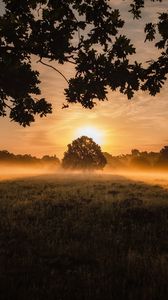 Preview wallpaper sunset, fog, tree, lawn, landscape