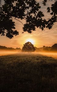 Preview wallpaper sunset, fog, tree, lawn, landscape