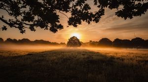 Preview wallpaper sunset, fog, tree, lawn, landscape