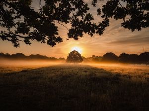 Preview wallpaper sunset, fog, tree, lawn, landscape