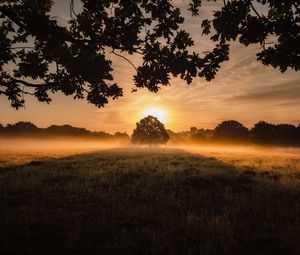 Preview wallpaper sunset, fog, tree, lawn, landscape