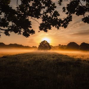 Preview wallpaper sunset, fog, tree, lawn, landscape