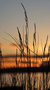 Preview wallpaper sunset, grass, dusk, evening