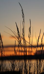 Preview wallpaper sunset, grass, dusk, evening