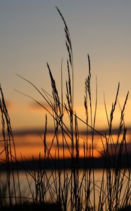 Preview wallpaper sunset, grass, dusk, evening