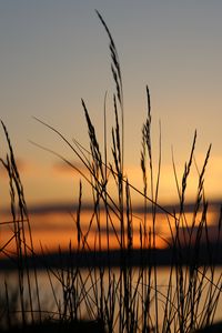 Preview wallpaper sunset, grass, dusk, evening