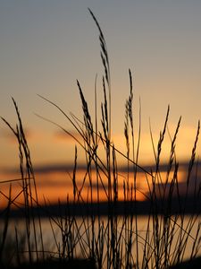 Preview wallpaper sunset, grass, dusk, evening