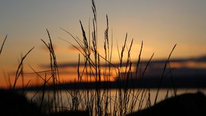 Preview wallpaper sunset, grass, dusk, evening