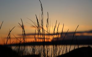 Preview wallpaper sunset, grass, dusk, evening