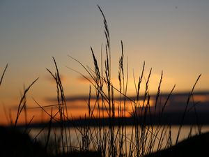 Preview wallpaper sunset, grass, dusk, evening
