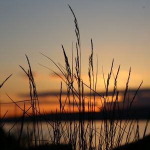 Preview wallpaper sunset, grass, dusk, evening