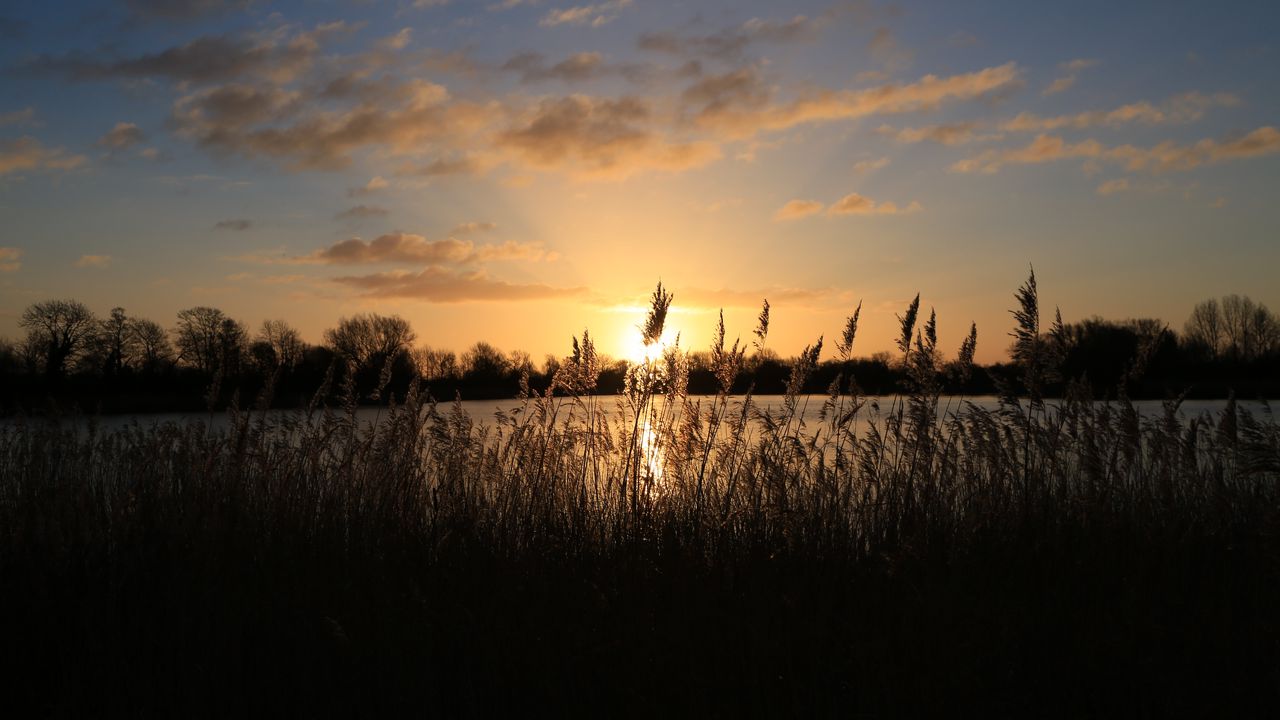 Wallpaper sunset, grass, ear, sky
