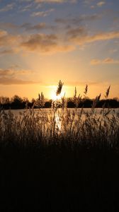 Preview wallpaper sunset, grass, ear, sky