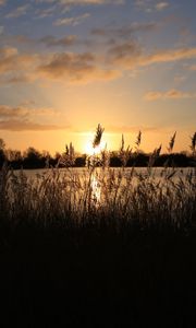 Preview wallpaper sunset, grass, ear, sky