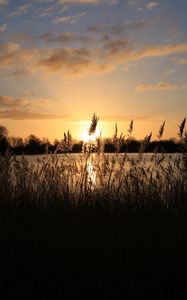 Preview wallpaper sunset, grass, ear, sky