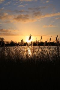 Preview wallpaper sunset, grass, ear, sky