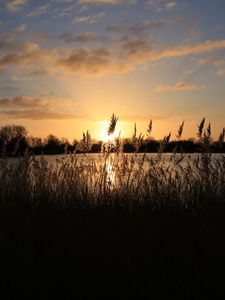 Preview wallpaper sunset, grass, ear, sky