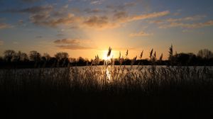 Preview wallpaper sunset, grass, ear, sky